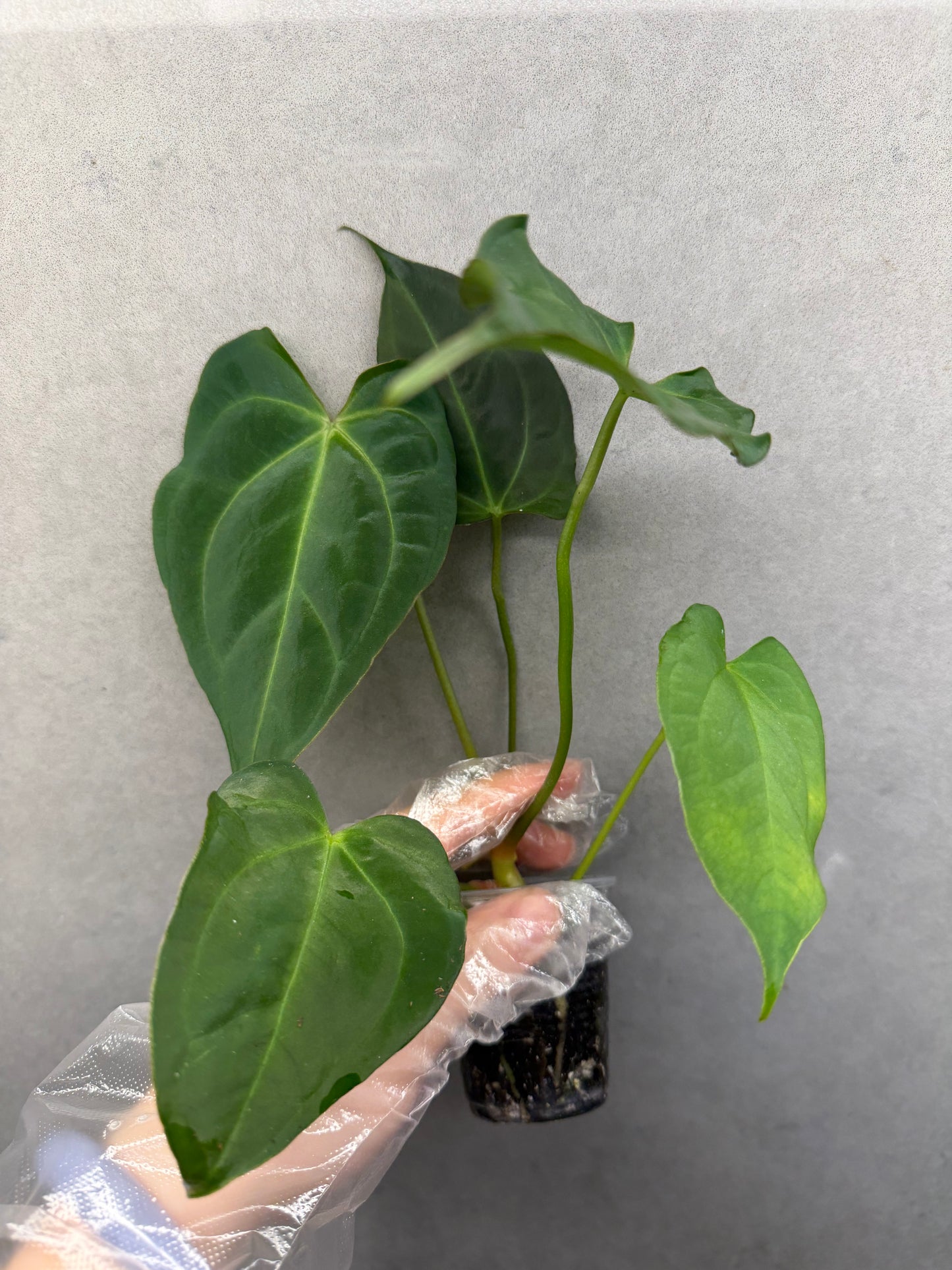 🌿Anthurium Magnificum*Black Crystallinum