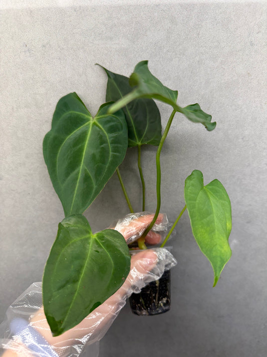 🌿Anthurium Magnificum*Black Crystallinum