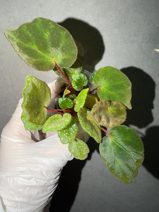 🌿Begonia luzhaiensis