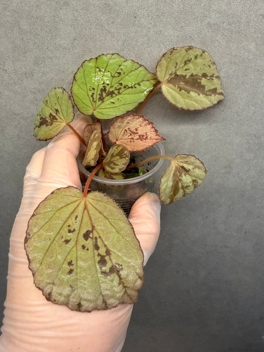 🌿 Begonia aketajawensis (Green)