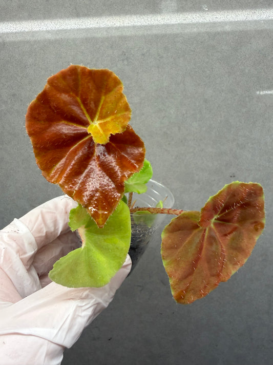 🌿Begonia ’Hoozukimaru‘❤️