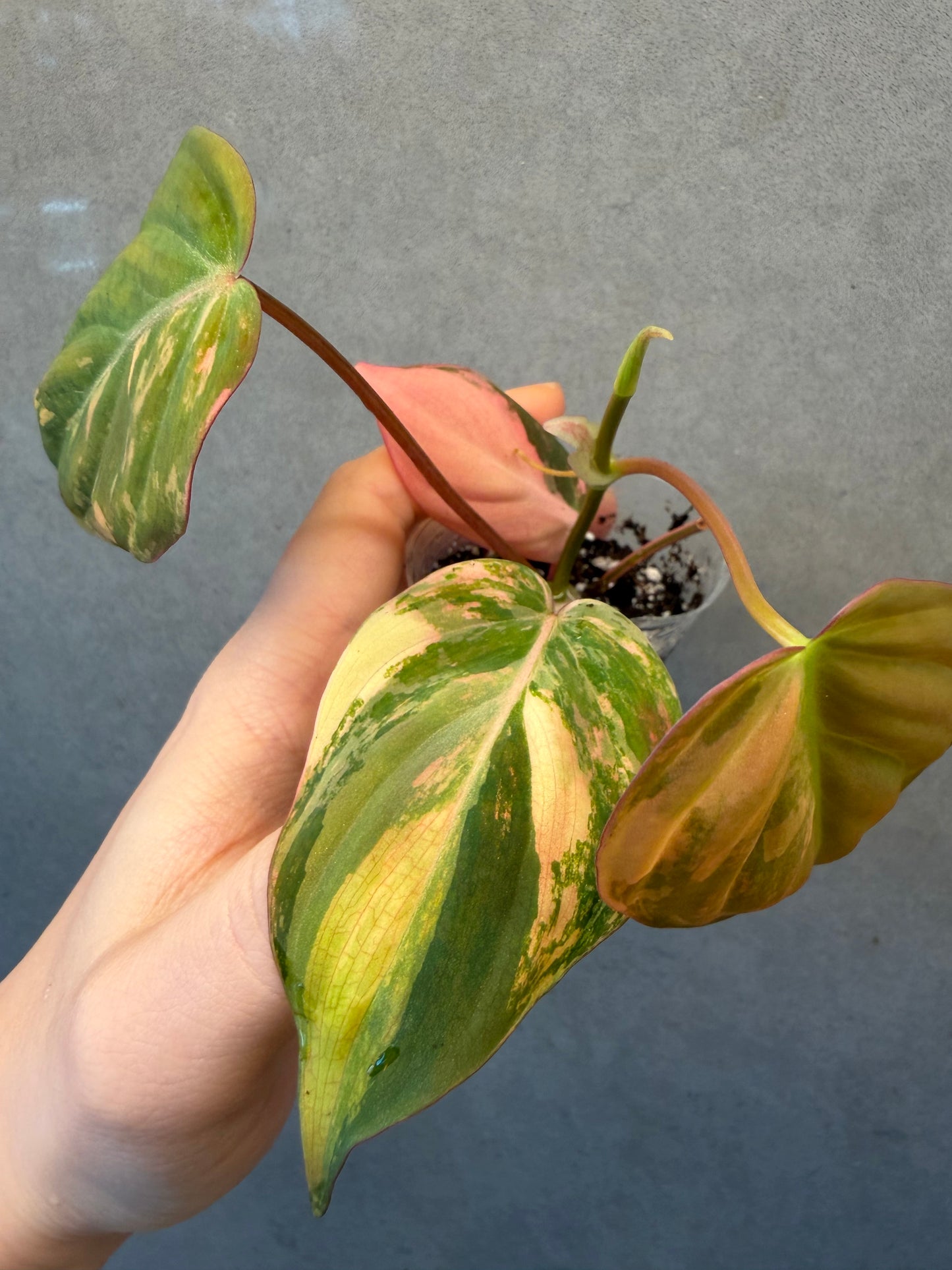 🌿Philodendron Micans Variegated