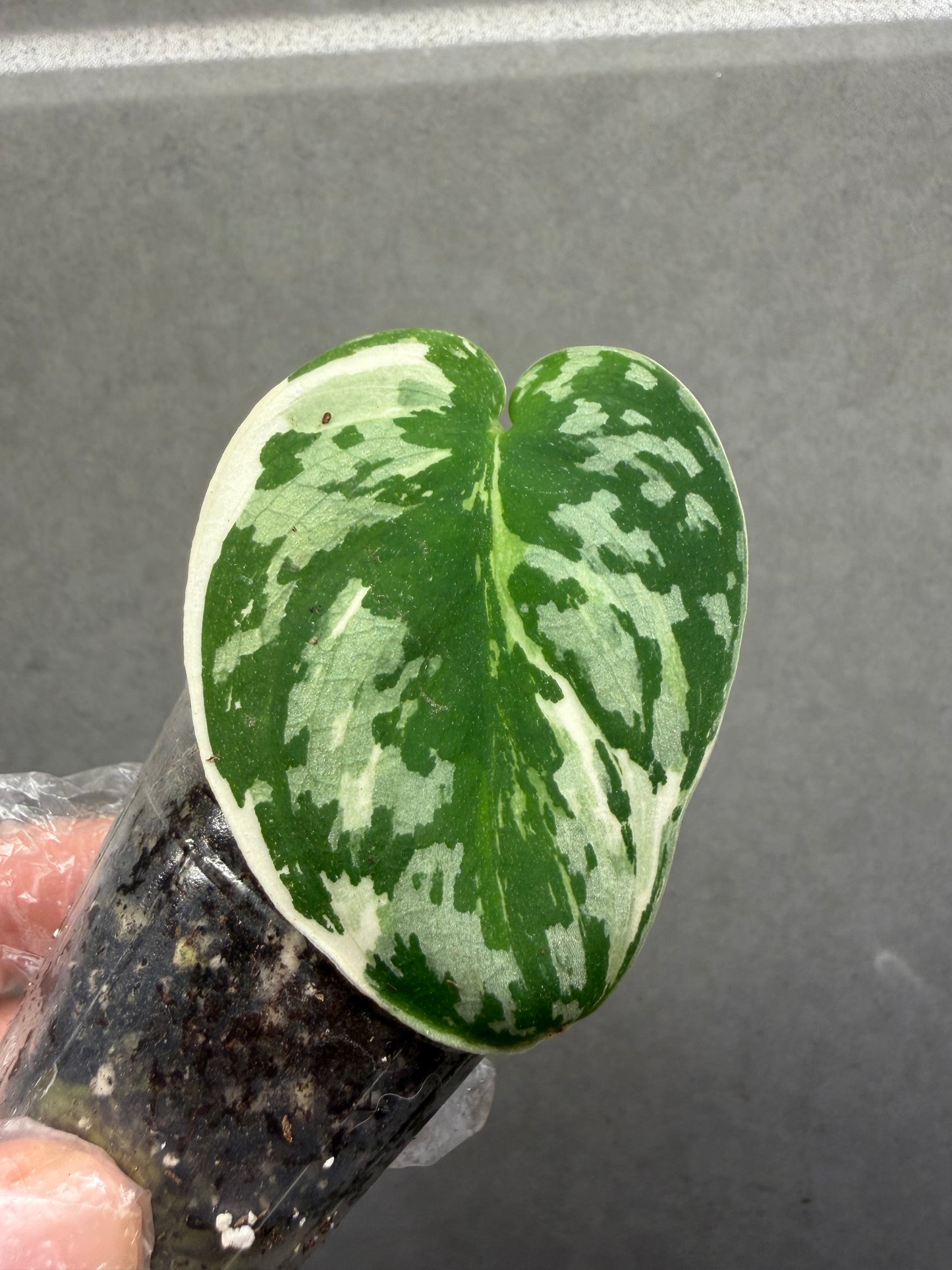 🌿Scindapsus mayari variegated