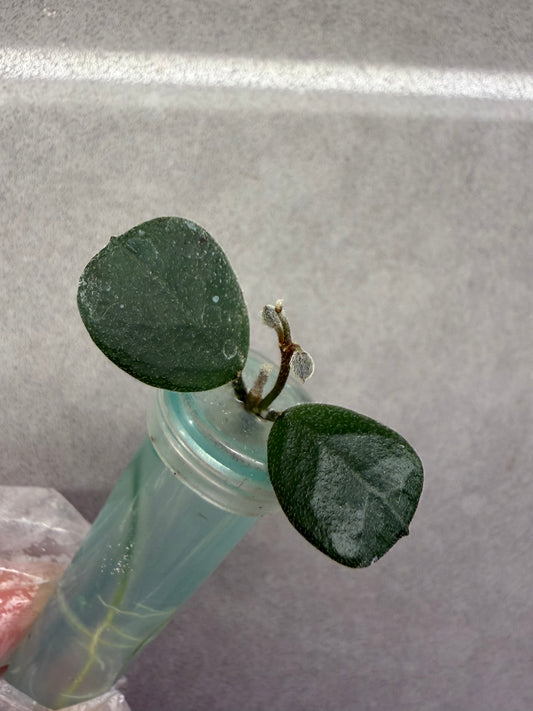 🌿Hoya Obcordata
