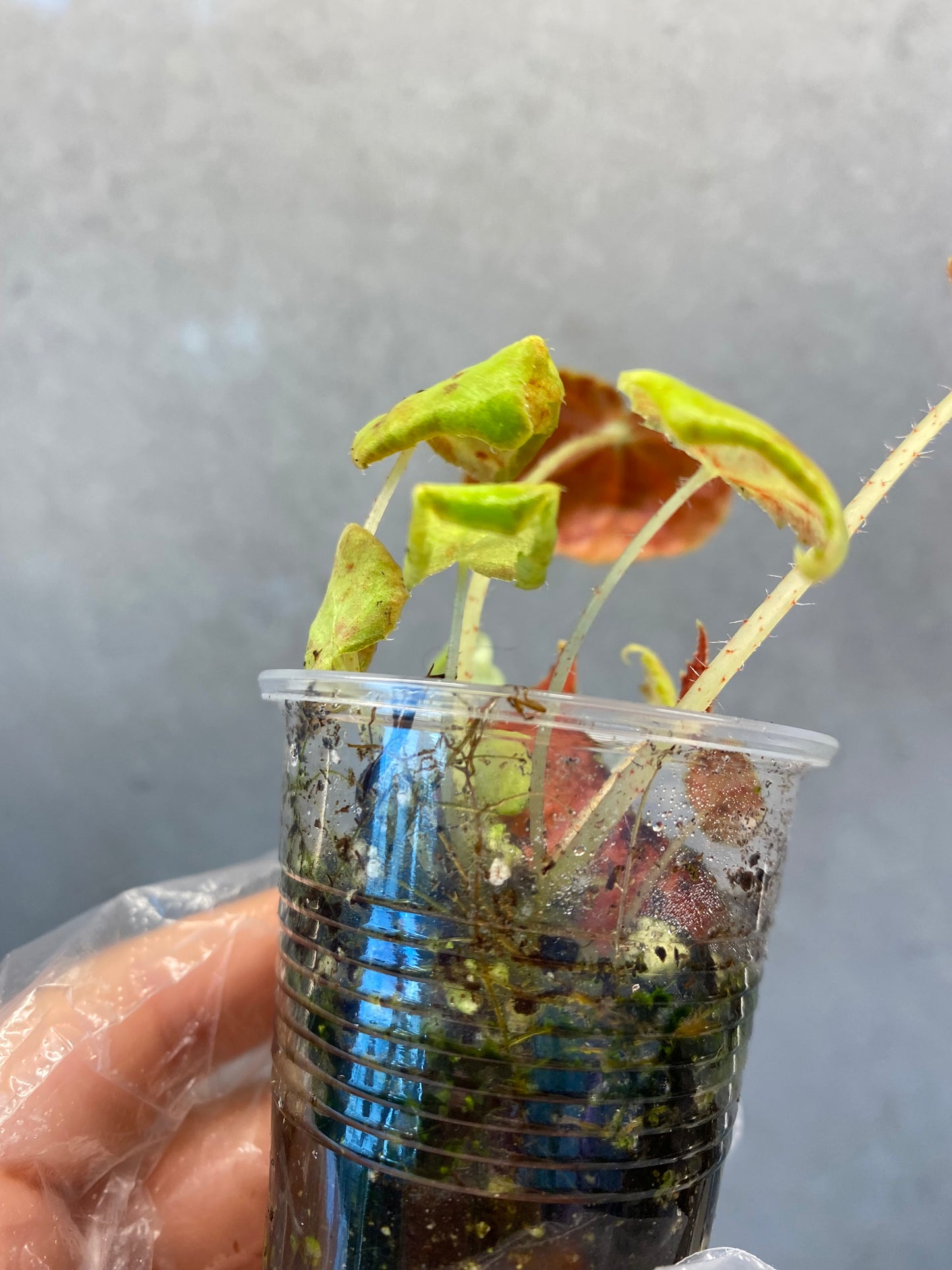 Begonia 'Autumn Ember'