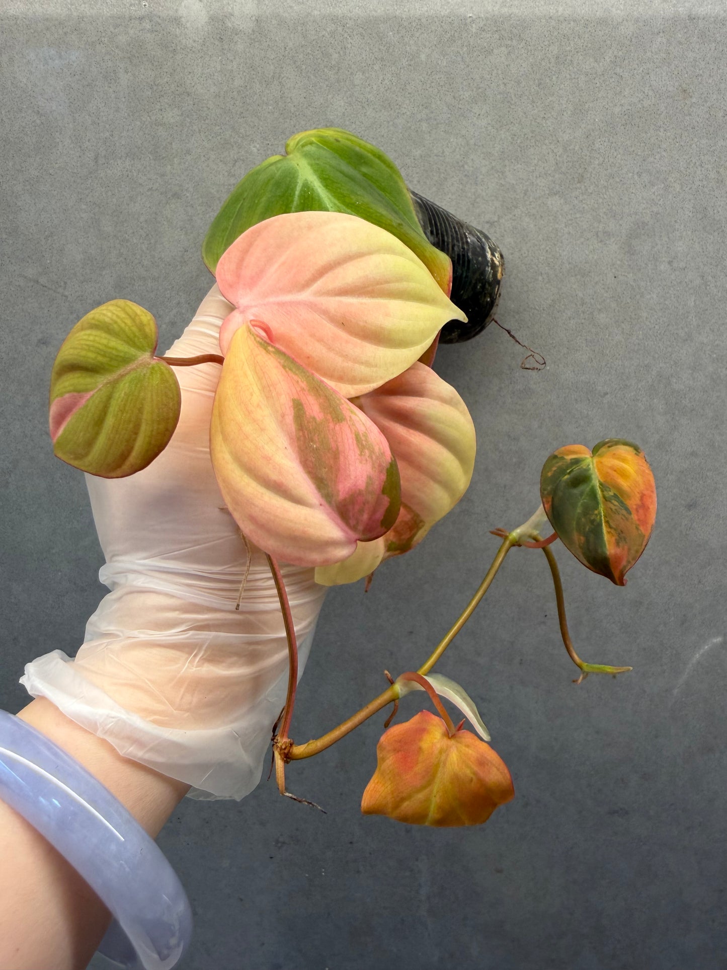 🌿Philodendron Micans Var