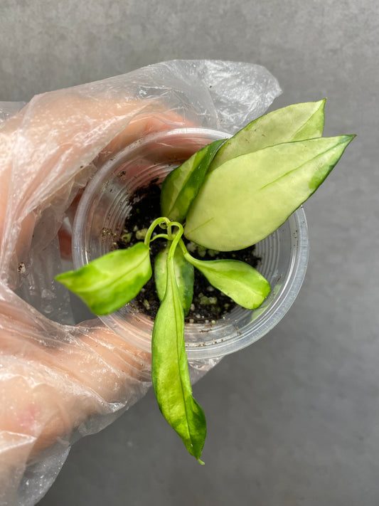 🌿 Hoya walliana variegated
