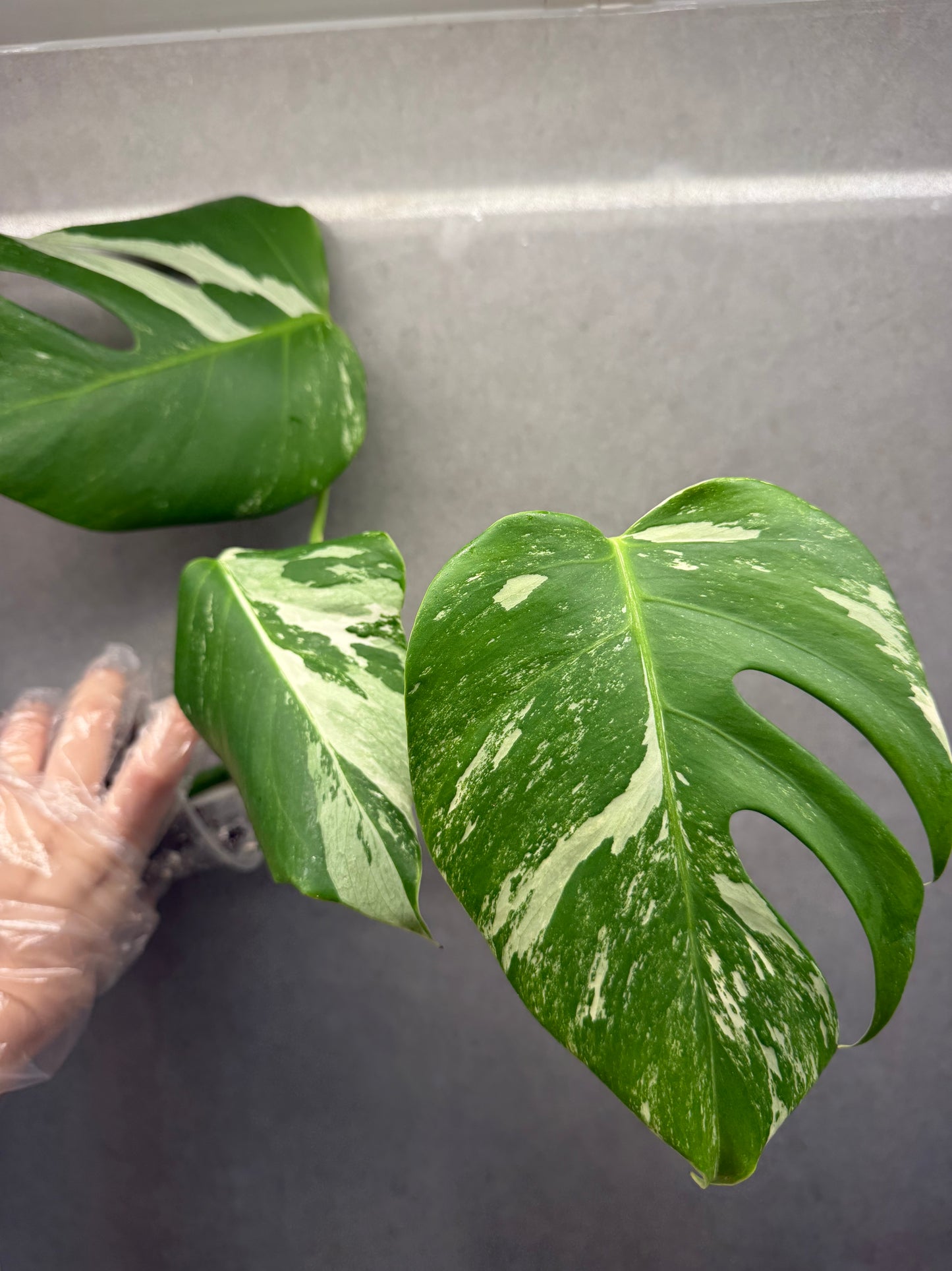 🌿Monstera Albo