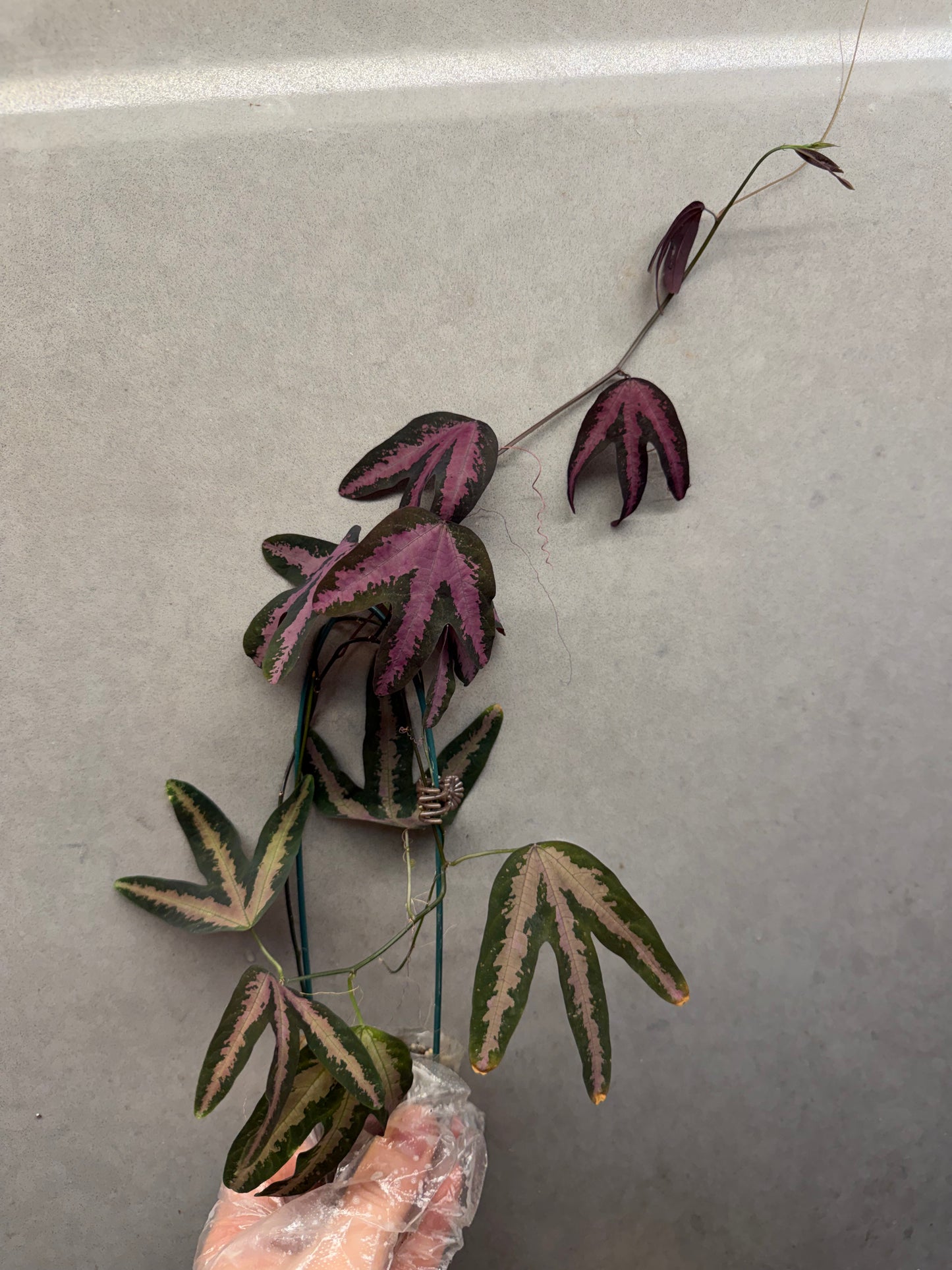 🔮Passiflora trifasciata (Duck Feet Vine)