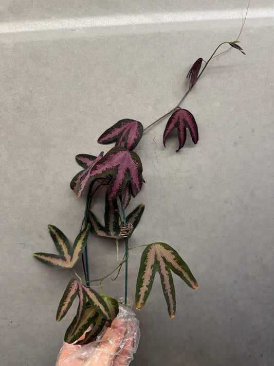 🔮Passiflora trifasciata (Duck Feet Vine)