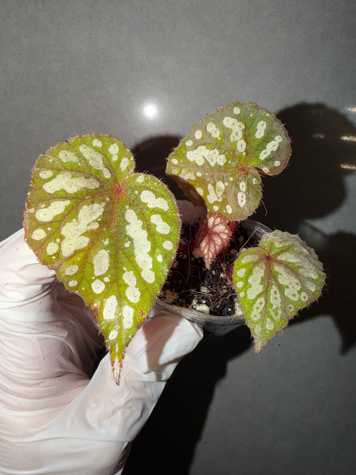 👸Begonia ‘Elizabeth Lahn’