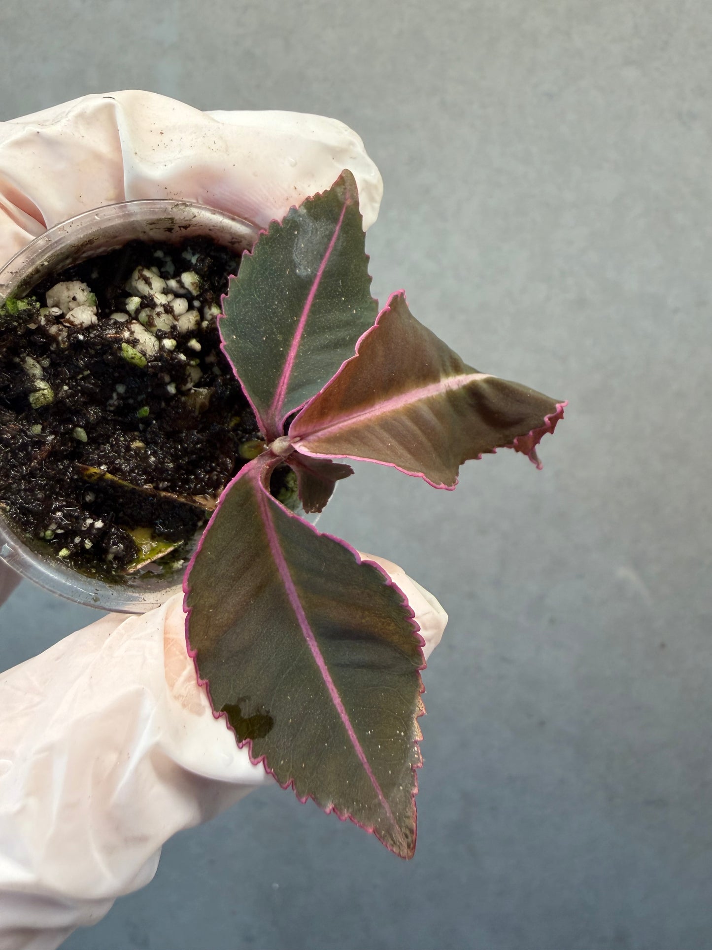 🌿Labisia pumila