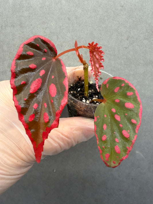 🖤 Begonia ‘Nyx’ ✨