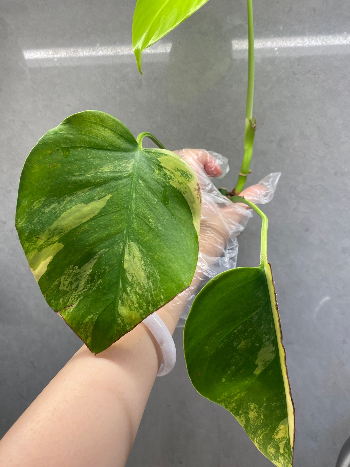 🌿 Monstera Aurea