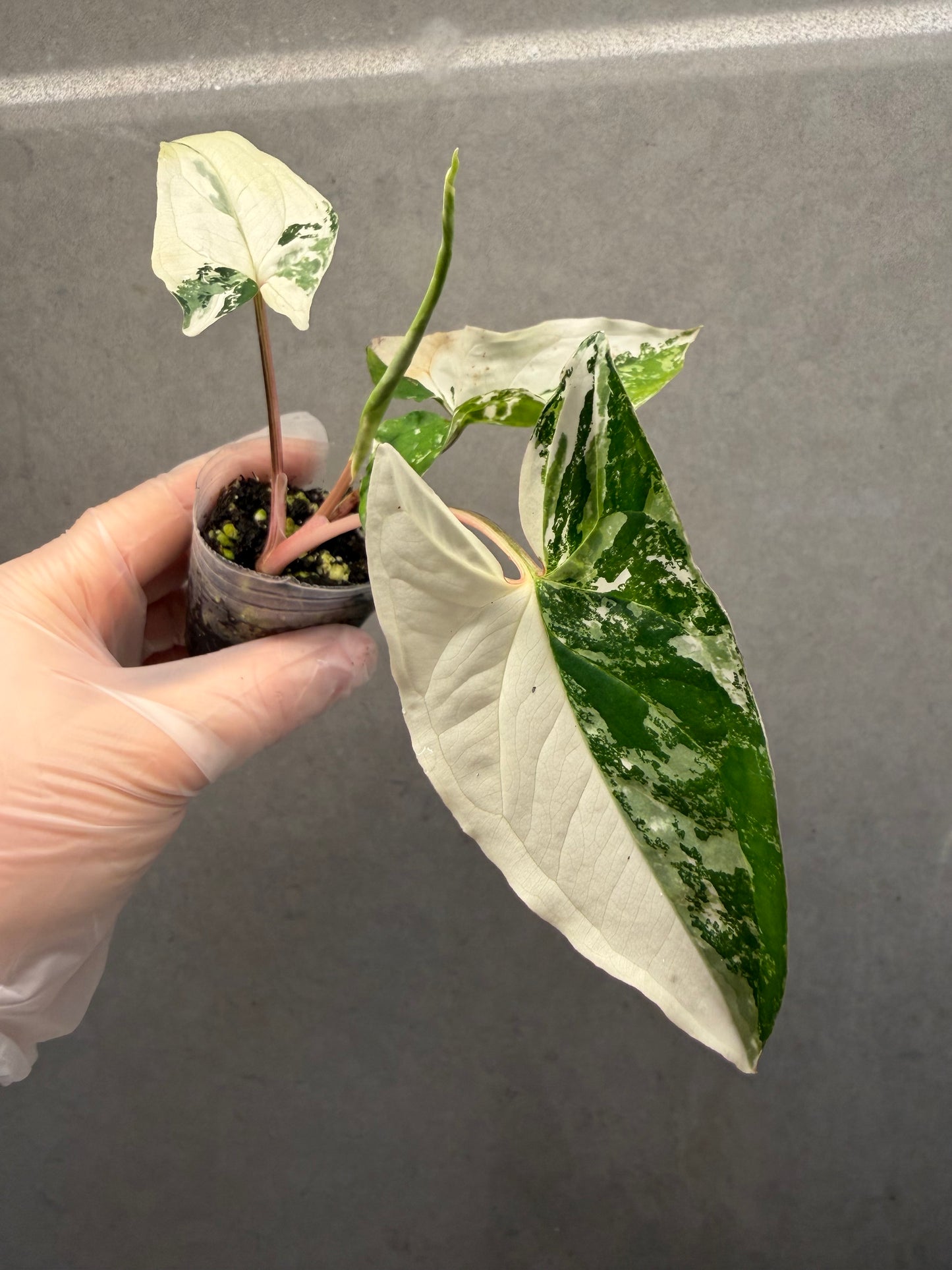 🌿Syngonium podophyllum 'Albo Variegata'