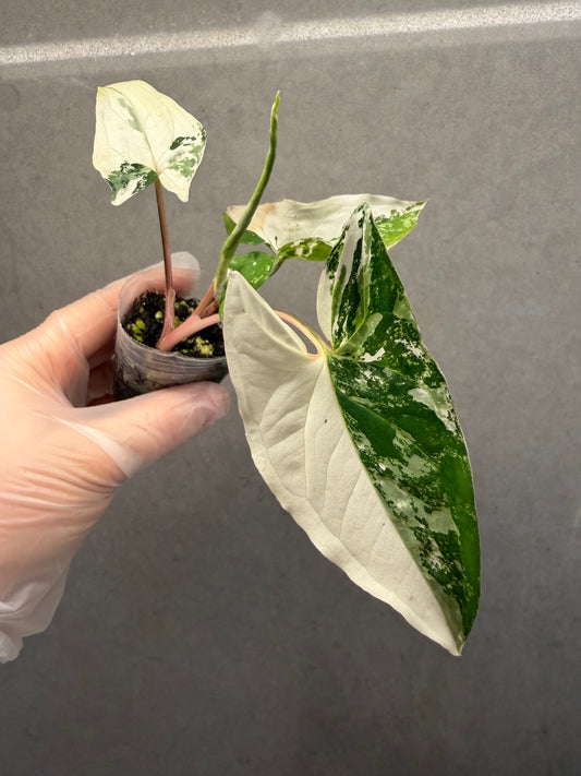 🌿Syngonium podophyllum 'Albo Variegata'