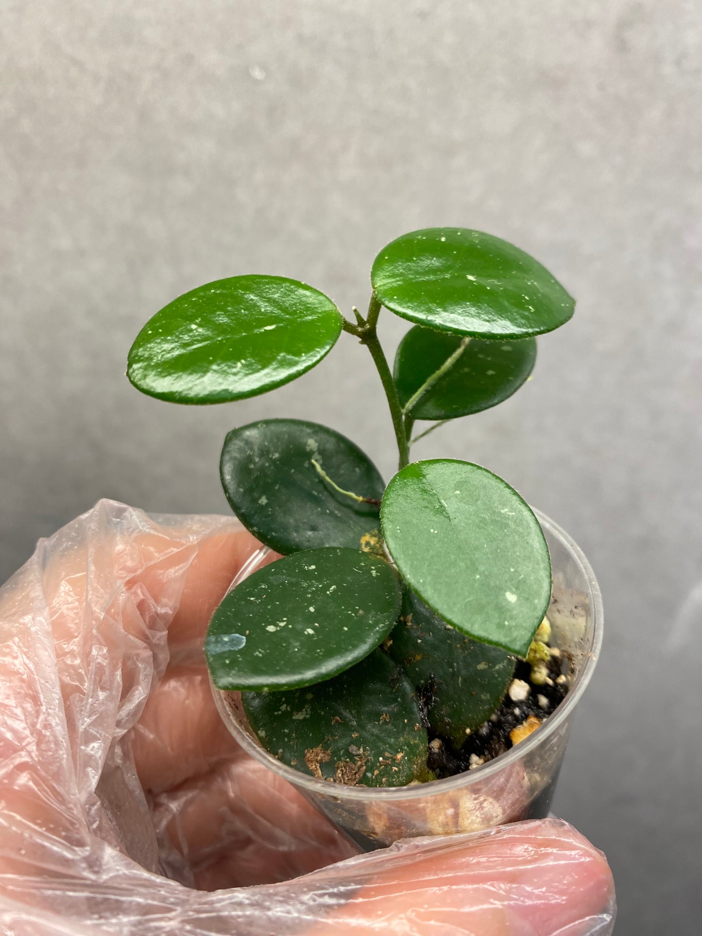🌿 Hoya Combo (5 types)