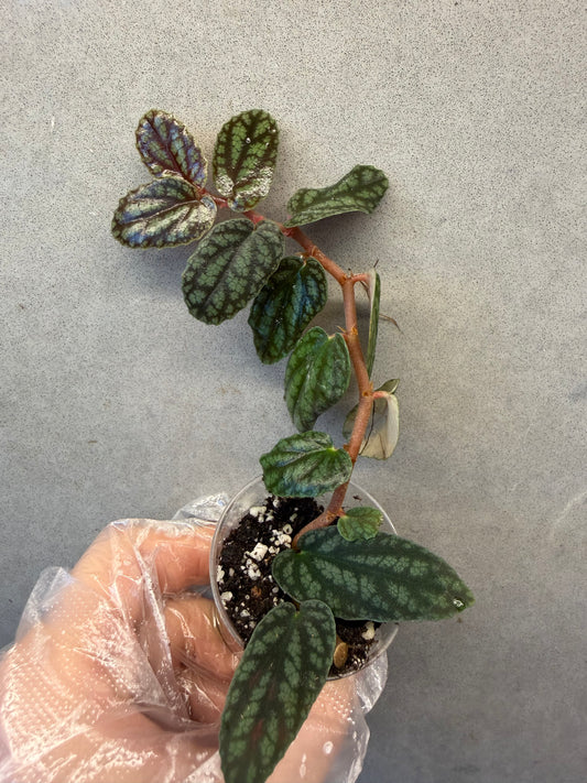 🌿Pellonia Pulchra