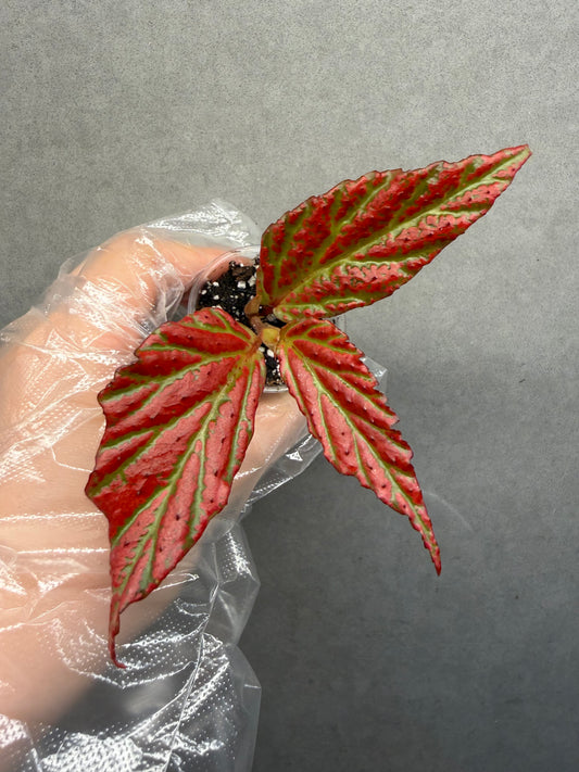 🌿Begonia sp. “Sabah Pink”