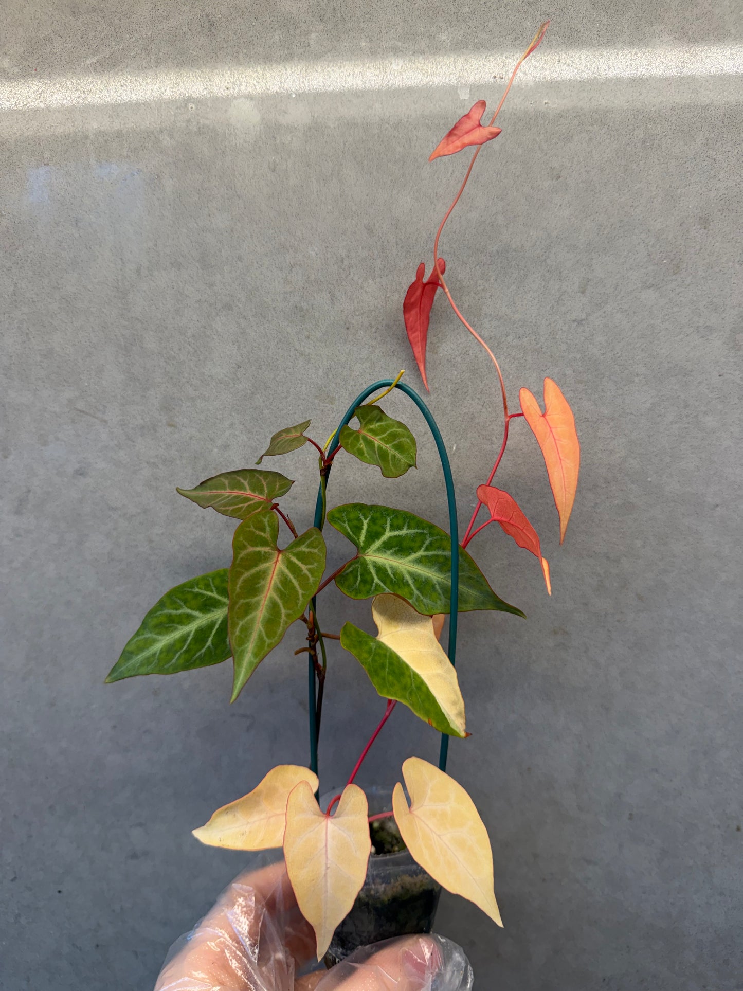 🌸Fallopia multiflora var.