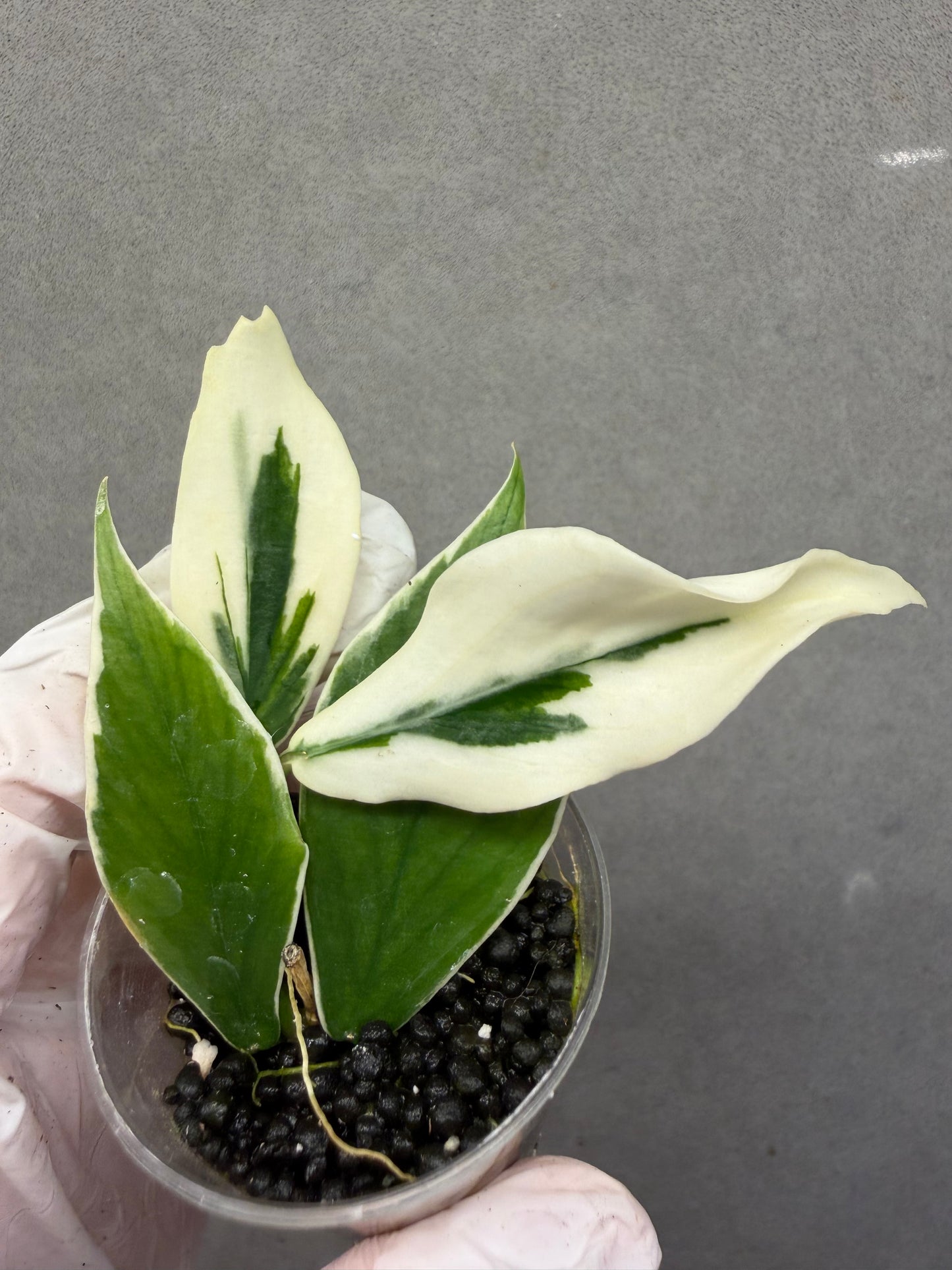 🌿Hoya Polyneura Albo