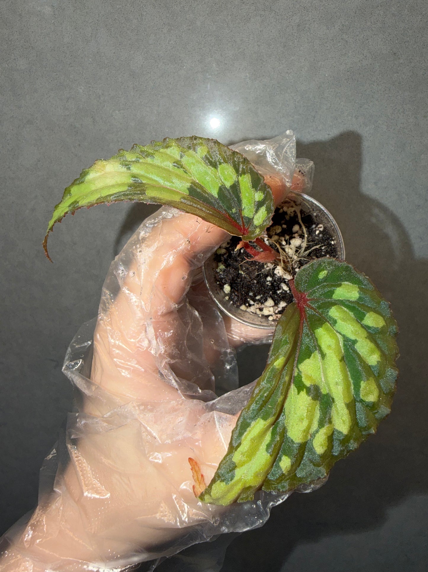 🌿 Begonia sp. Kapuas Hulu (U679)