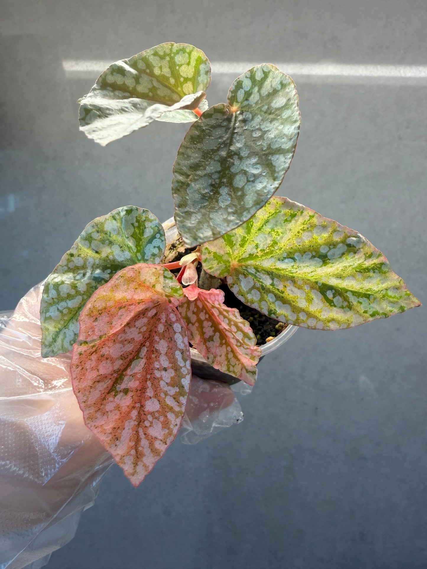 🌿 Begonia 'Snow Cap Pink'