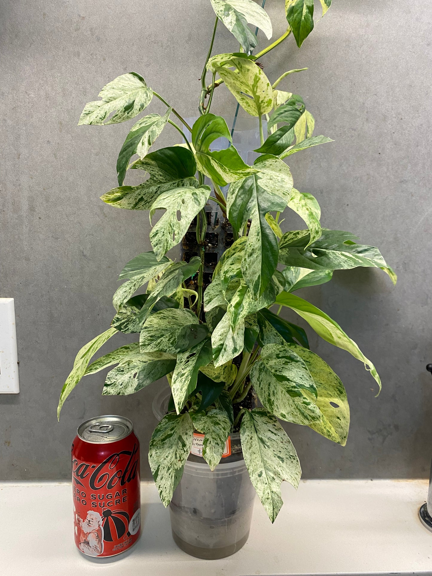 🌿 Epipremnum pinnatum 'Marble' – GTA only