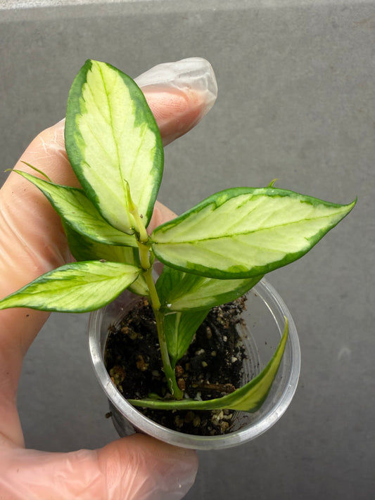 🌿 Hoya polyneura 'Inner Variegated'