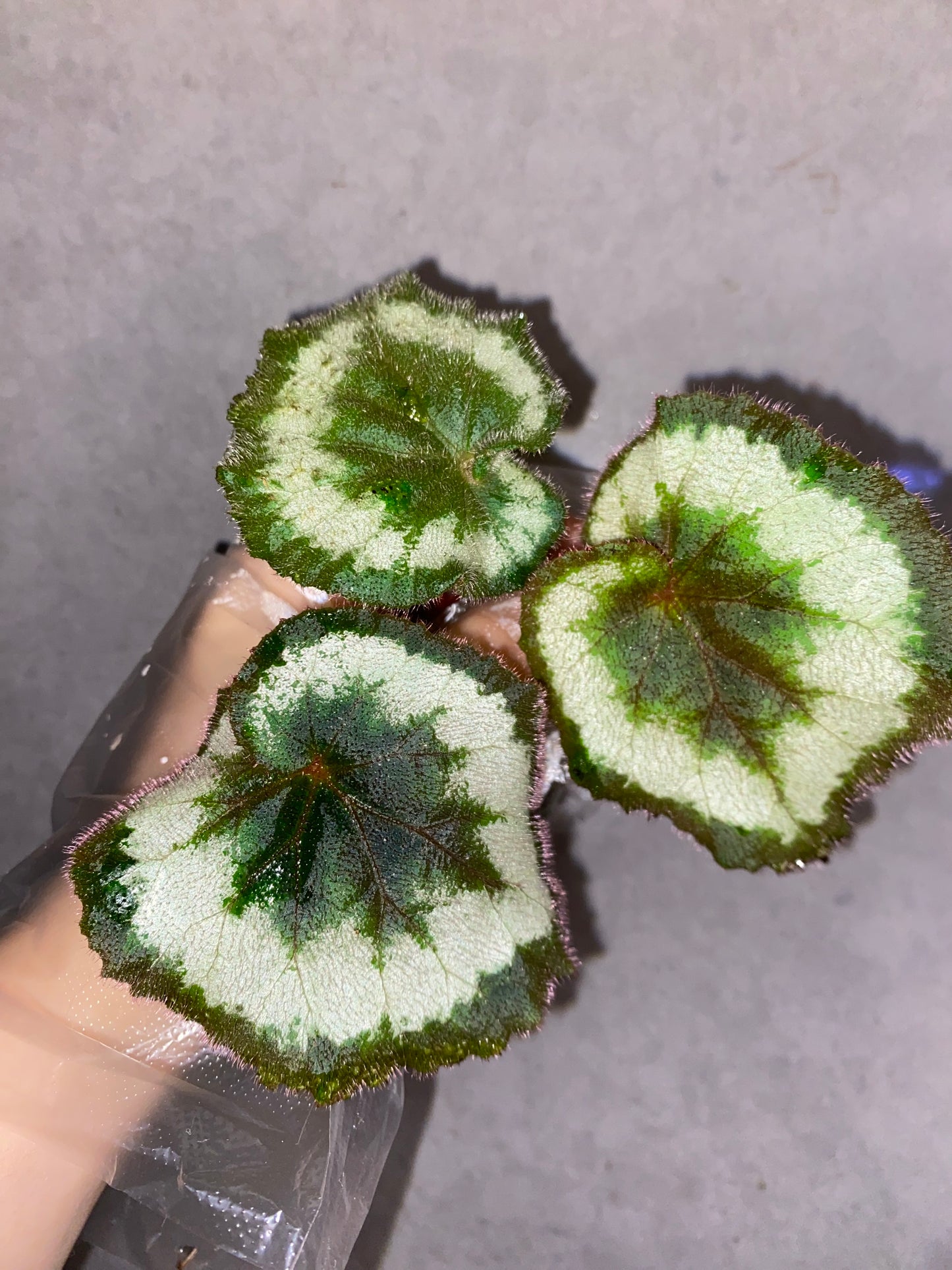 🐚 Begonia ‘Escargot’