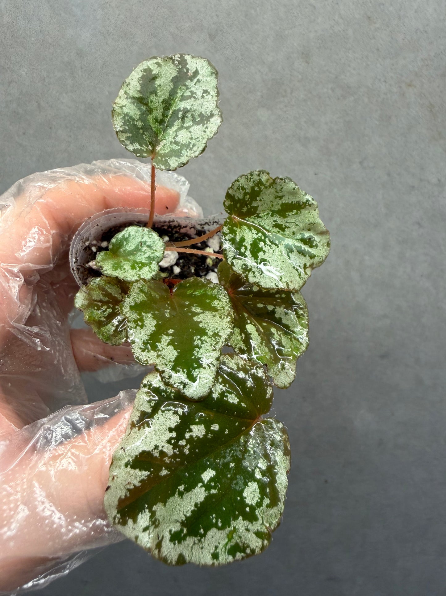 🍫Begonia ‘Chocolate Milk’