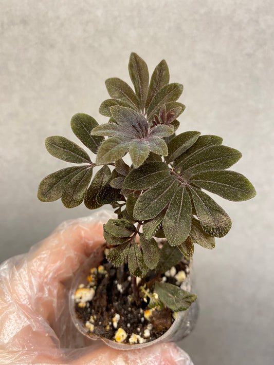 🌿 Solanum uleanum