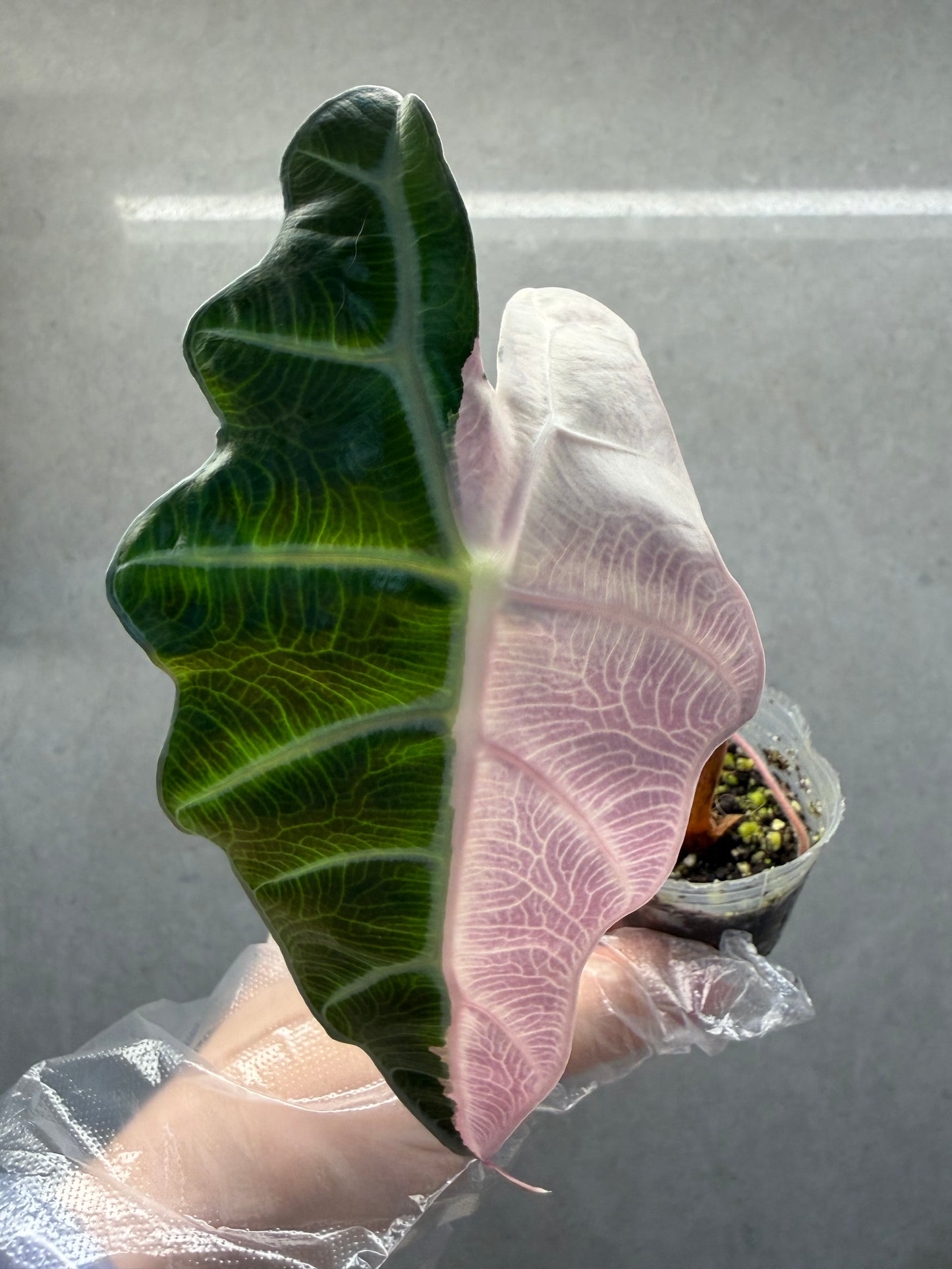 🌸Alocasia ‘Amazonica’ Pink Variegated