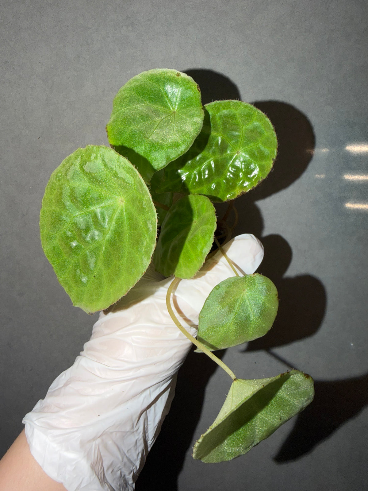🌿 Begonia natunaensis
