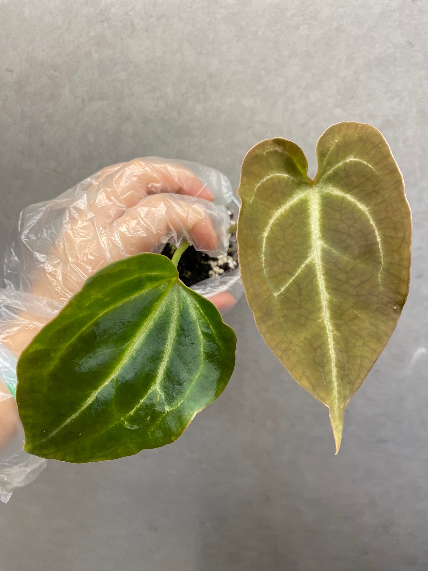 🌿 Anthurium Crystallinum × KOS