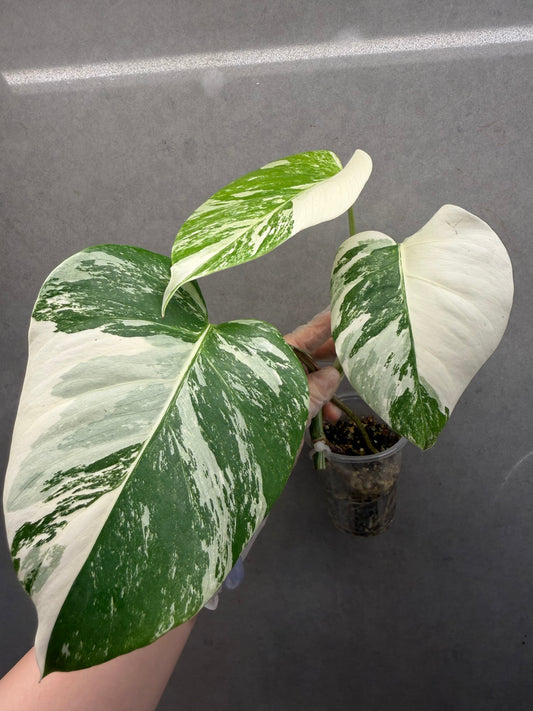 Monstera Albo（3 Leaves）