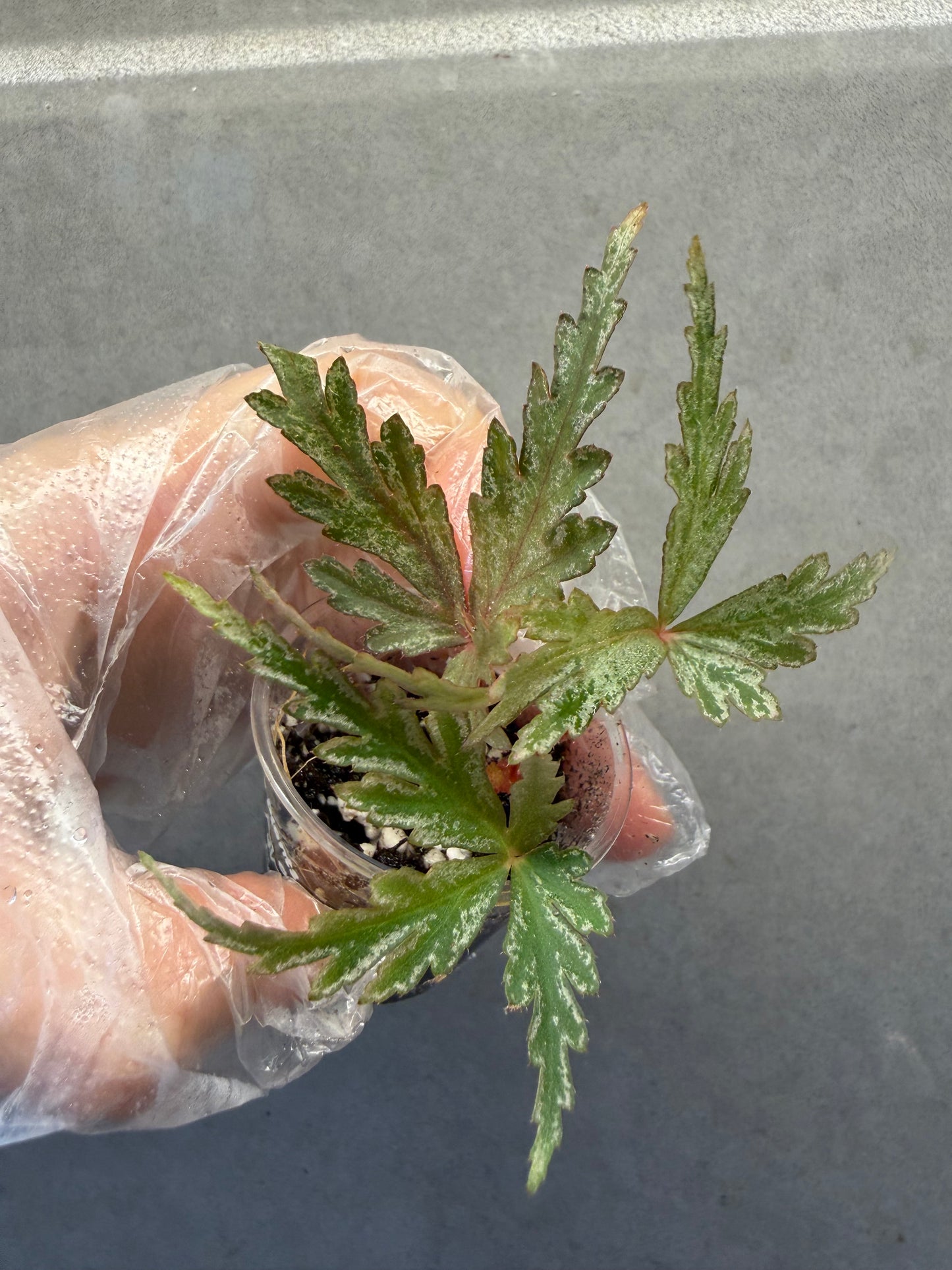 🌿Begonia polilloensis x rajah