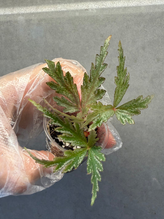 🌿Begonia polilloensis x rajah