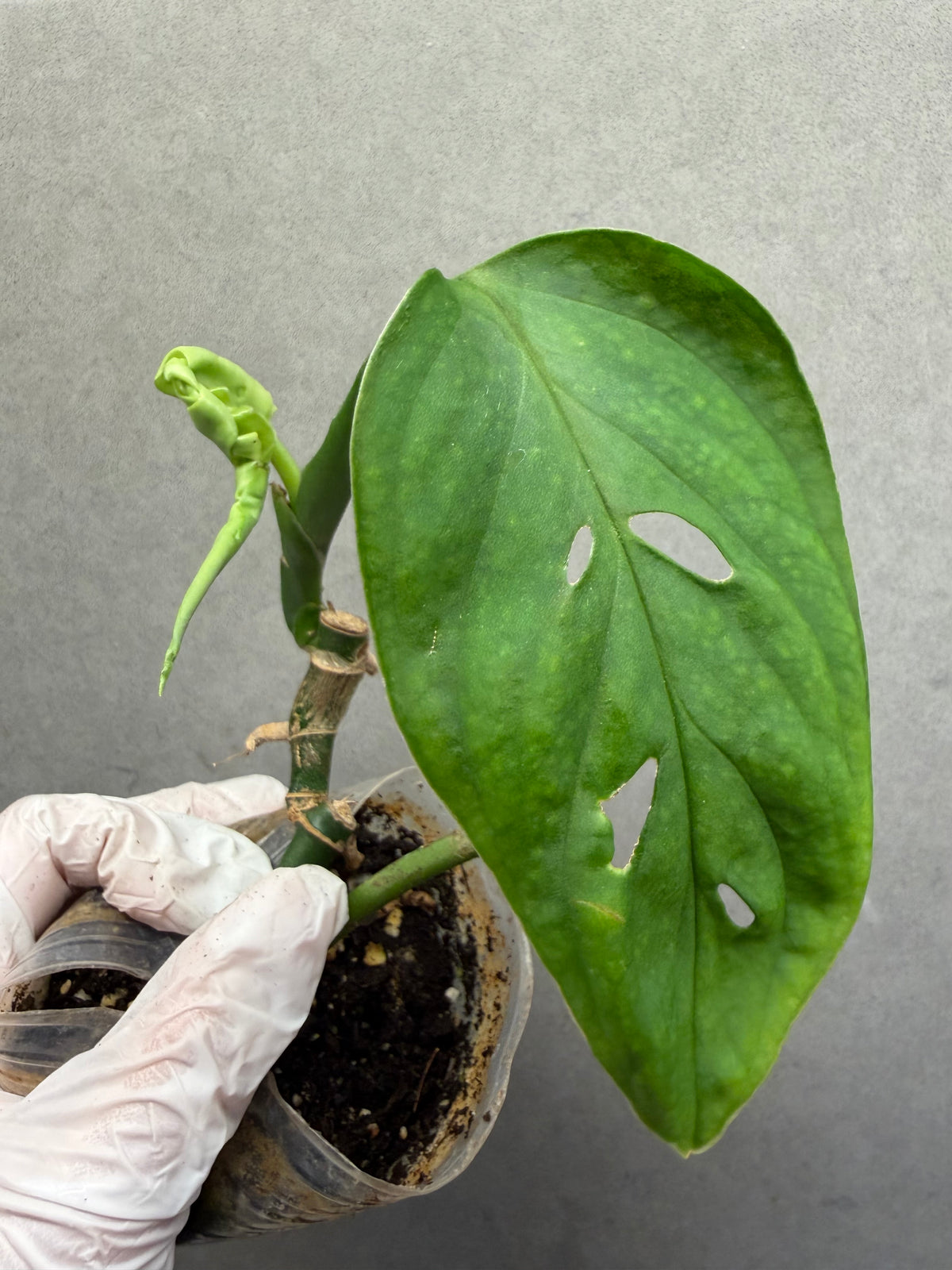 🌿Monstera esqueleto