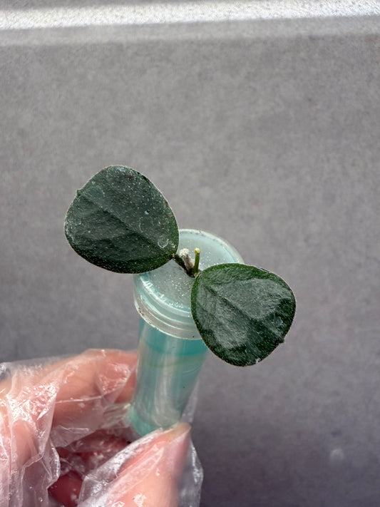 🌿Hoya Obcordata