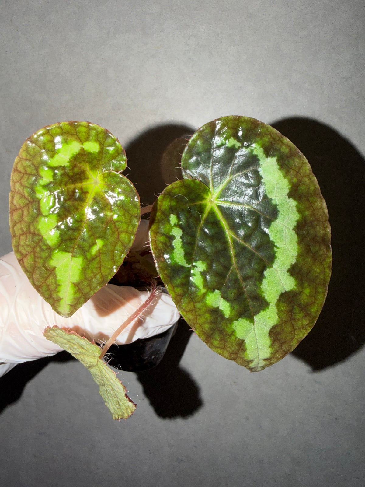🌿Begonia sizemoreae