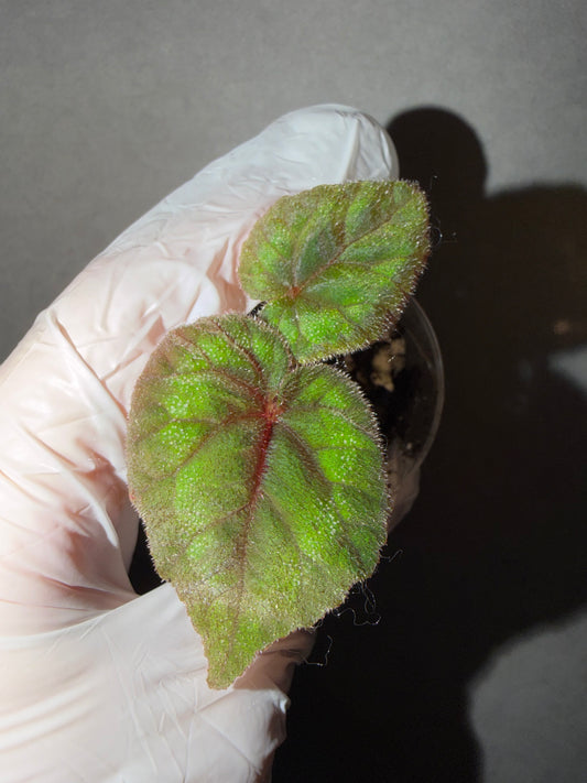 🌿Begonia Cathayanan