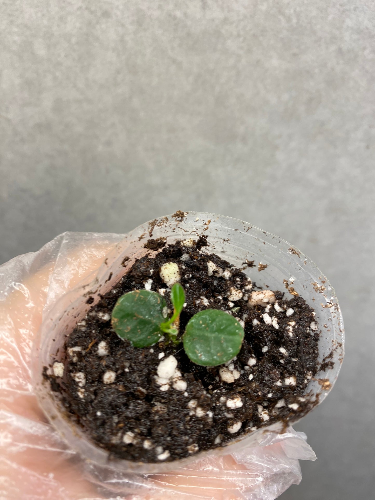 🌿 Hoya Combo (5 types)