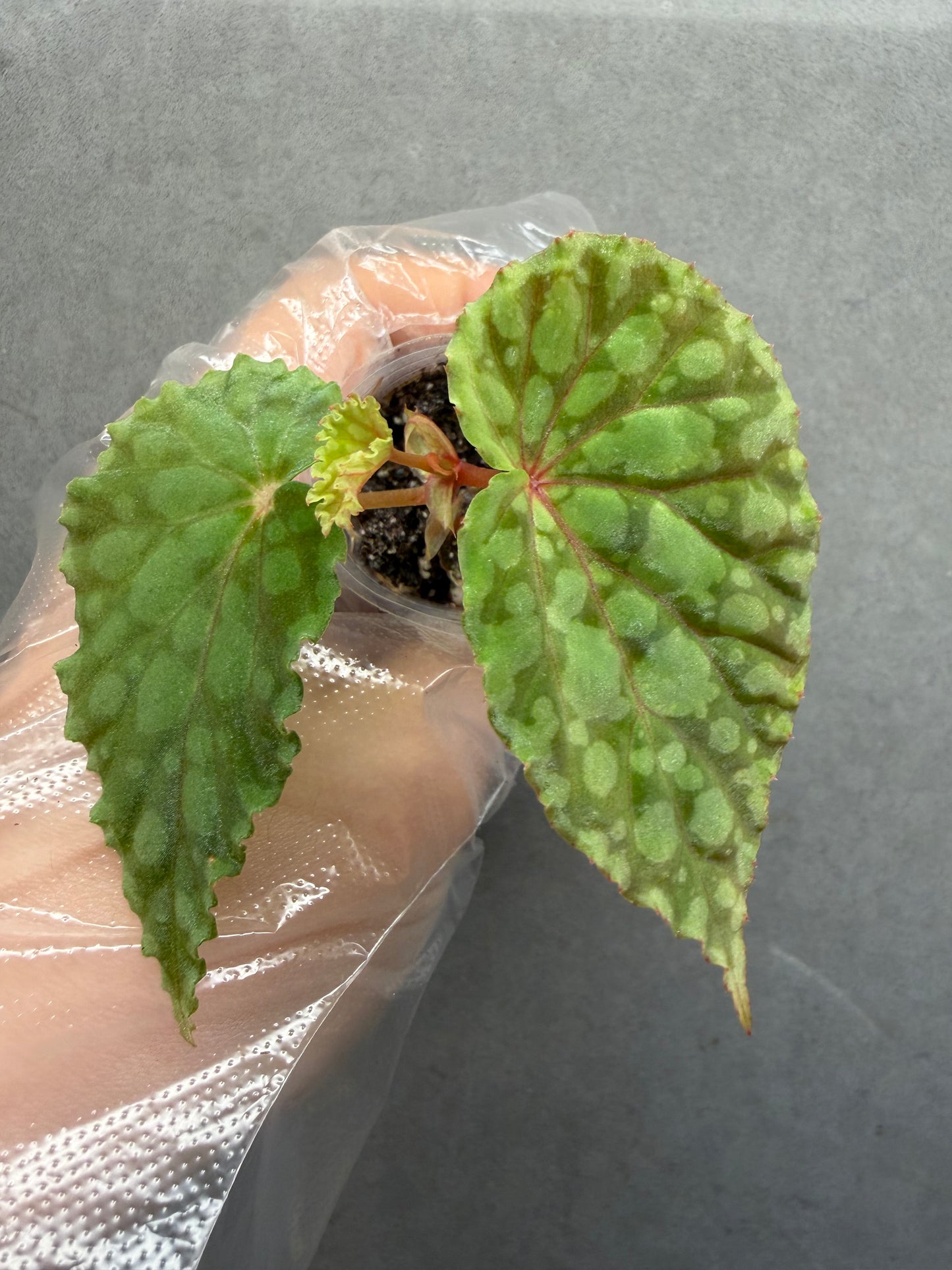 🟢 Begonia chlorosticta