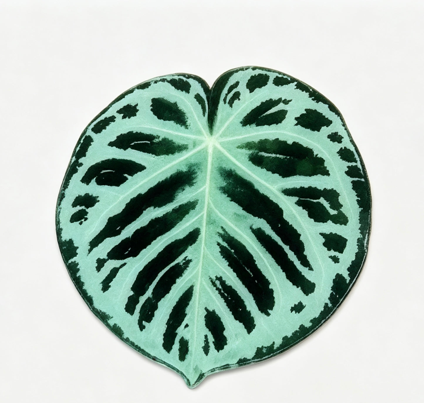 💜Anthurium fridge magnet🩷
