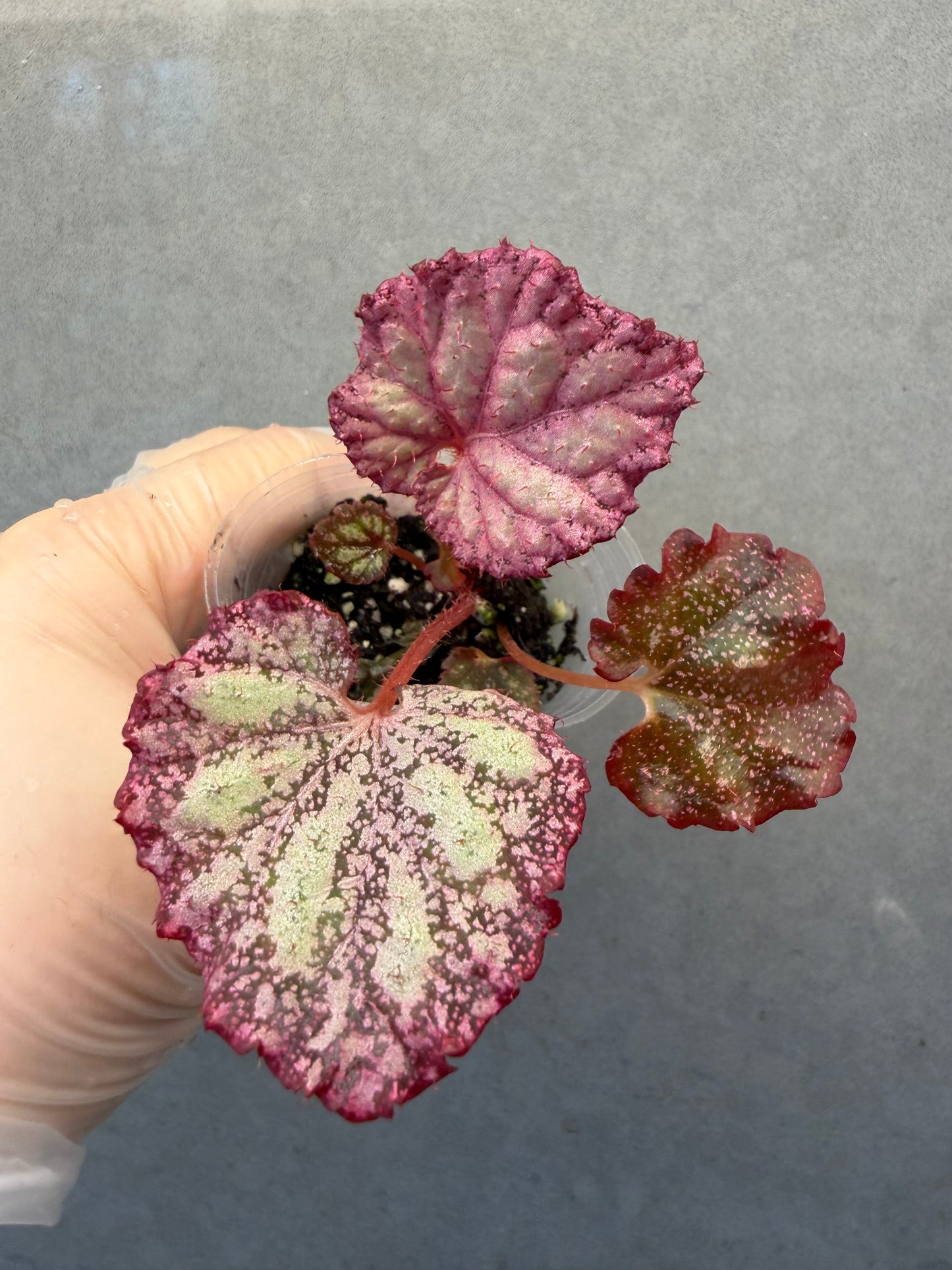 🌿Begonia ‘Pink Panther’