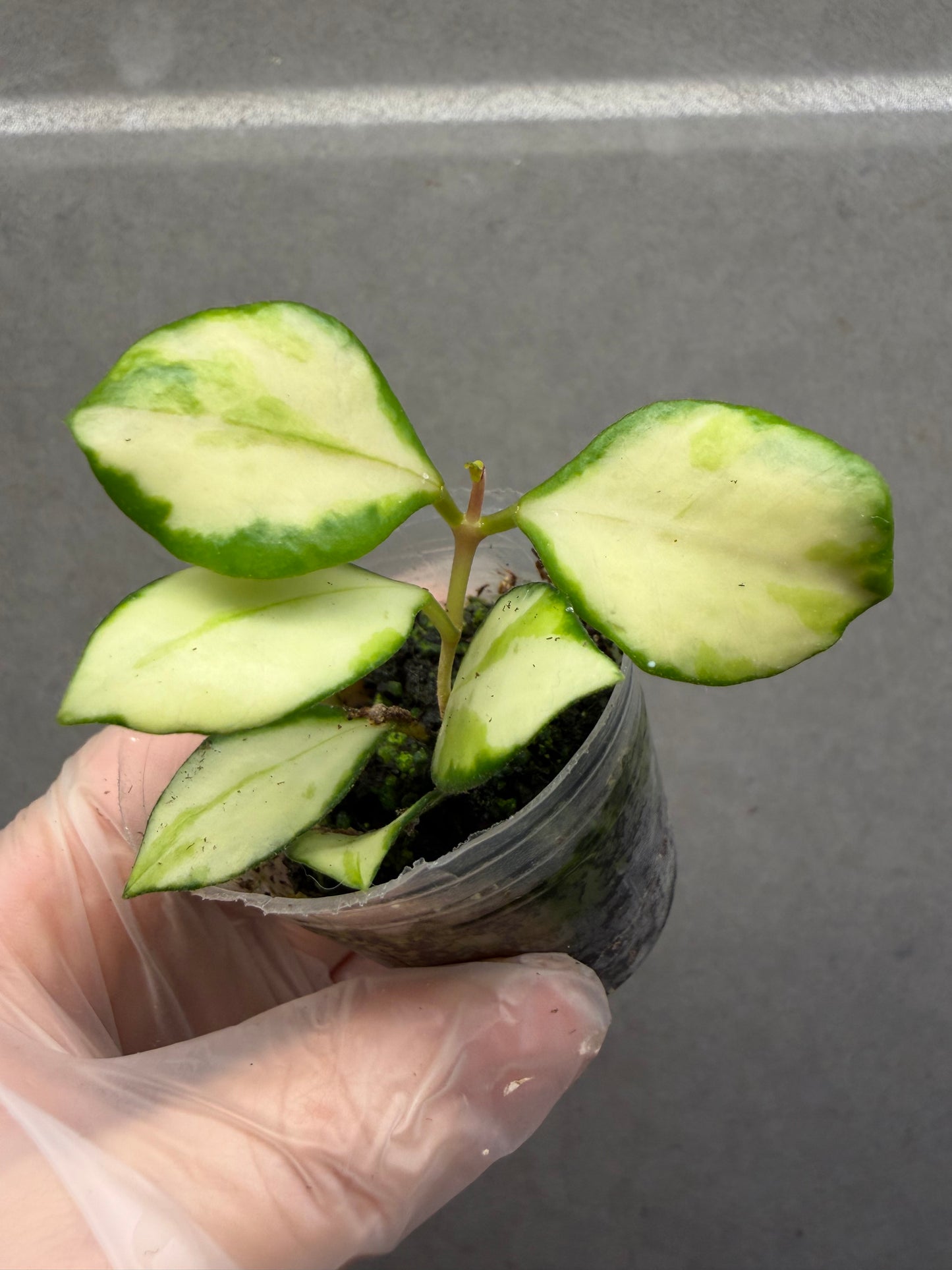 🌿Hoya Heuschkeliana