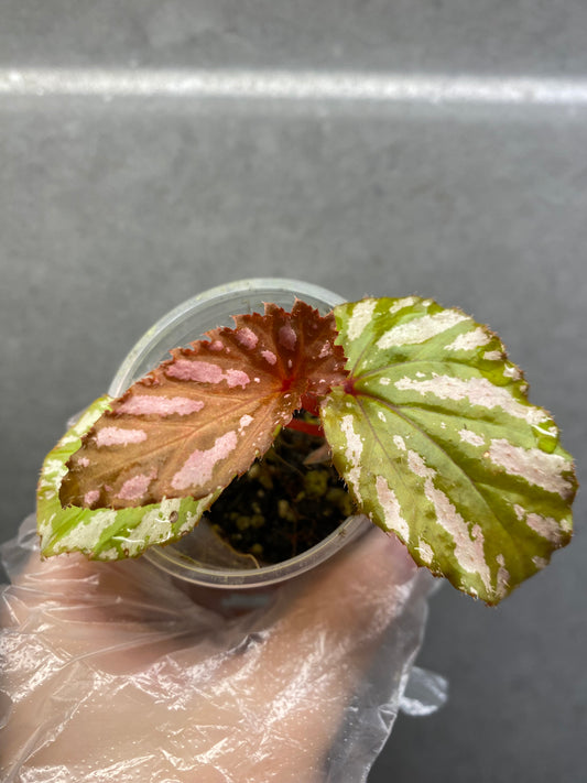 🌿 Begonia Brevirimosa
