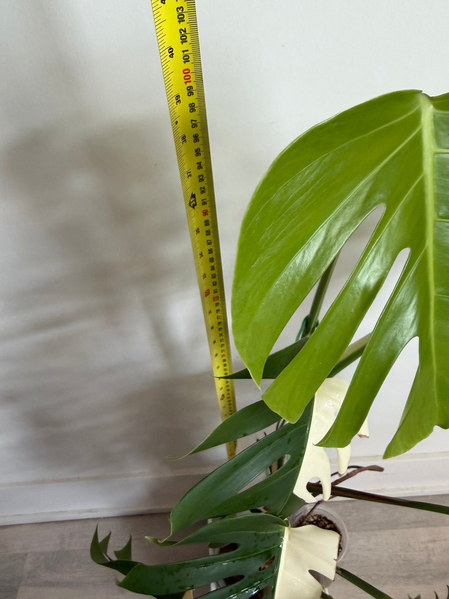 🌿Monstera Half Moon Albo（Only GTA）