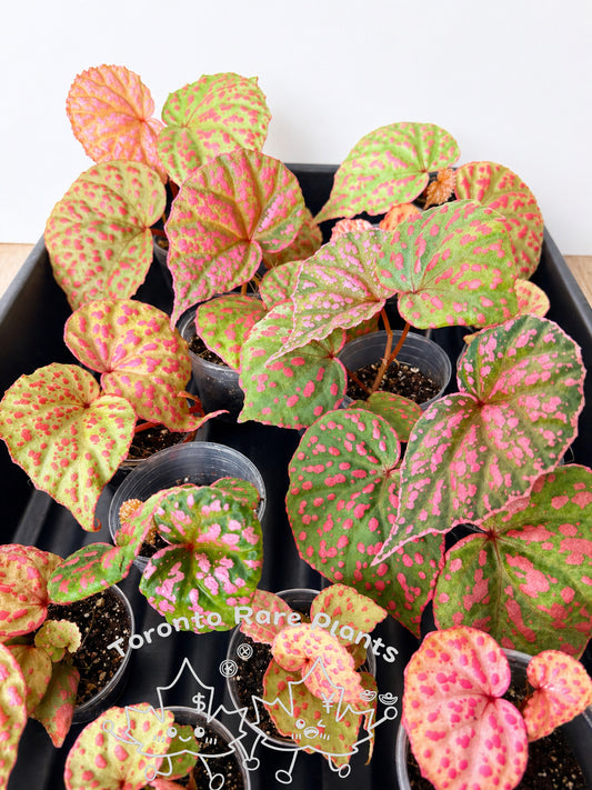 🌸Begonia Roseopunctata